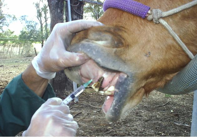 DR OMAR, HORSE RESCUE